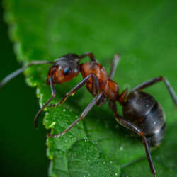 Close-up of a black and red ant on the edge of a green leaf against a blurred background, highlighting nature's resilience and the need for pest control solutions in Bergen County, NJ.