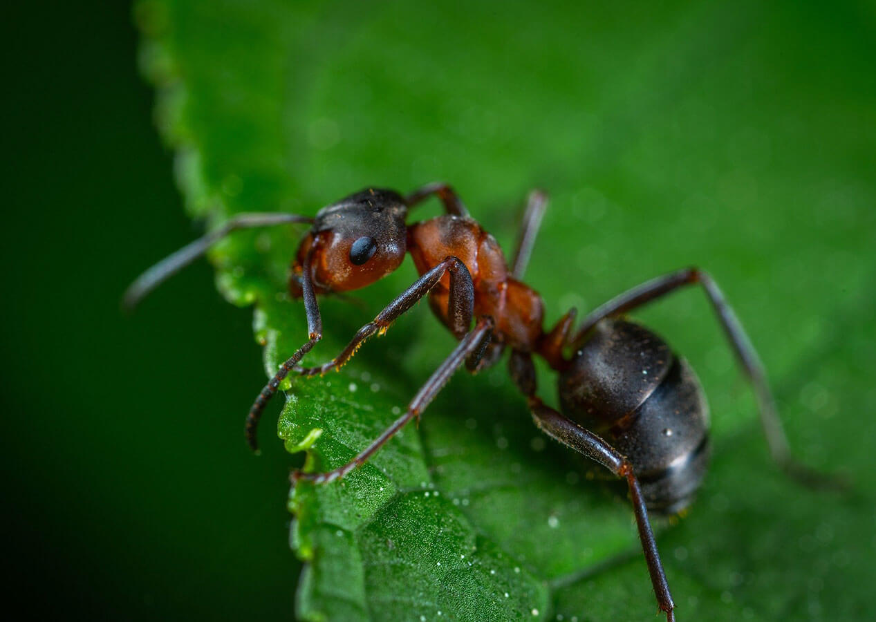 Close-up of a black and red ant on the edge of a green leaf against a blurred background, highlighting nature's resilience and the need for pest control solutions in Bergen County, NJ.