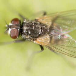 Close-up of a fly on a light green surface, featuring detailed wings and large, red compound eyes. Highlighted by soft lighting, this fly's presence underscores the need for pest control services in Bergen County, NJ. Its mostly black body contrasts with its translucent wings and legs.