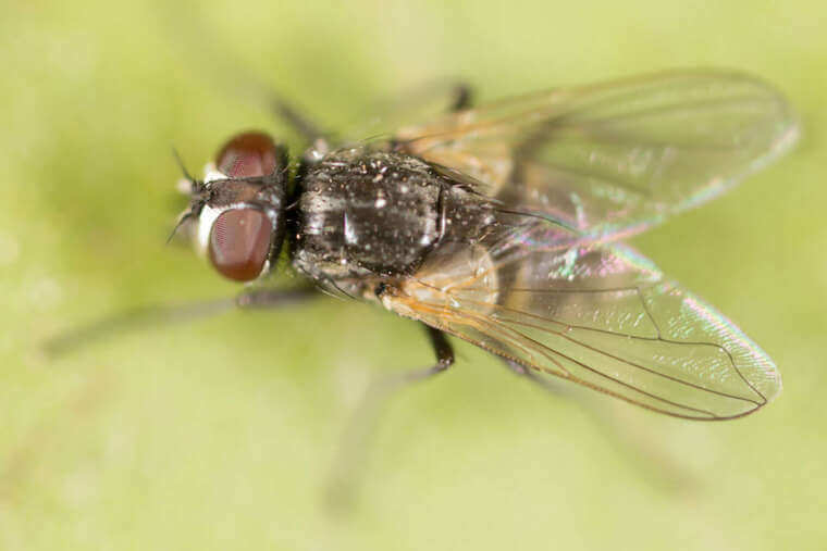 Close-up of a fly on a light green surface, featuring detailed wings and large, red compound eyes. Highlighted by soft lighting, this fly's presence underscores the need for pest control services in Bergen County, NJ. Its mostly black body contrasts with its translucent wings and legs.