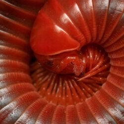 Close-up of a red millipede coiled in a spiral, showcasing its segmented body and shiny exoskeleton. The detailed texture highlights the millipede's legs and rounded segments, creating an intricate pattern that emphasizes the need for pest control services in Bergen County, NJ.