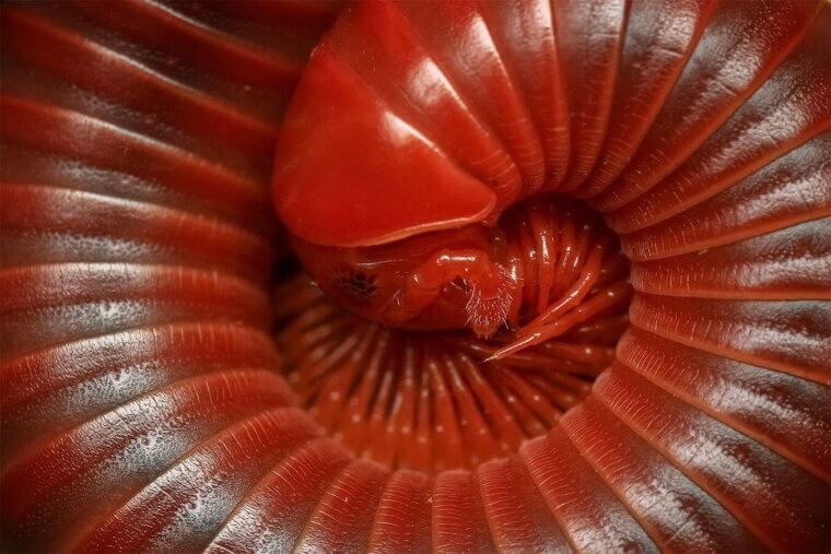 Close-up of a red millipede coiled in a spiral, showcasing its segmented body and shiny exoskeleton. The detailed texture highlights the millipede's legs and rounded segments, creating an intricate pattern that emphasizes the need for pest control services in Bergen County, NJ.