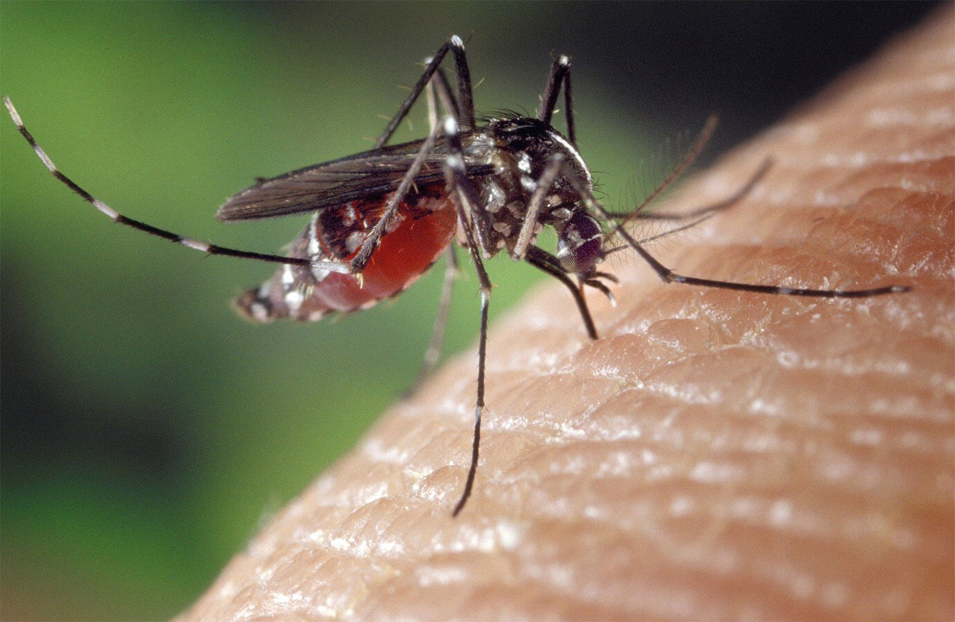 Close-up of a mosquito with striped legs and a dark body, sitting on human skin, appearing to draw blood. The background is blurred, showing a greenish hue. Consider calling a pest control service in Bergen County, NJ to handle these persistent nuisances effectively.