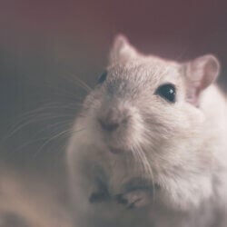 A close-up of a small, fluffy gerbil with light brown fur. Its whiskers are prominent, and it gazes curiously at the camera. The background is softly blurred, emphasizing the gerbil's detailed features.