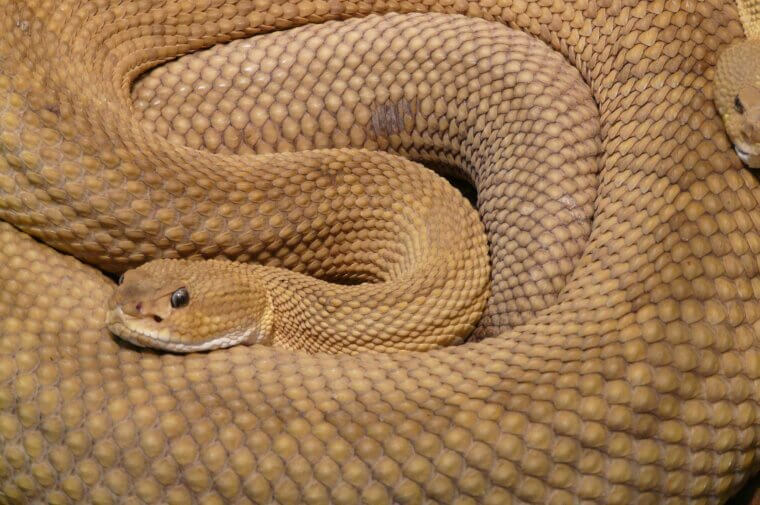 Close-up of a coiled snake with tan and golden scales, akin to the ones needing pest removal in Bergen County, NJ. The snake's head appears in the center, with visible eyes and textured scales. Its body is looped in a natural pattern, showcasing the intricate scale design.