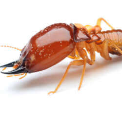 Close-up of a termite against a white background. The insect has a shiny, reddish-brown head with black mandibles and a segmented body with six legs and antennae.