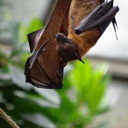 A bat hanging upside down from a branch with its wings partially open. The background is a soft blur of green foliage, suggesting a natural habitat.