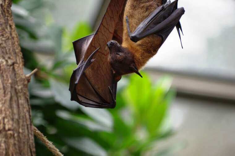 A bat hanging upside down from a branch with its wings partially open. The background is a soft blur of green foliage, suggesting a natural habitat.