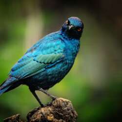 A vivid blue bird with striking red eyes perched on a branch, set against a blurred green and brown background.