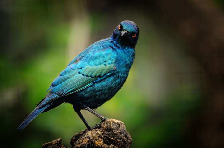 A vivid blue bird with striking red eyes perched on a branch, set against a blurred green and brown background.