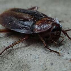Close-up of a cockroach on a textured surface. The insect is dark brown with a shiny, textured body, long antennae, and spiky legs. Its posture suggests movement across the surface.