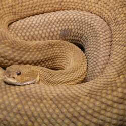 Close-up of a coiled rattlesnake displaying its intricate, textured scales in shades of tan and brown. The snake's head is visible, showcasing its eyes and distinctive pattern.