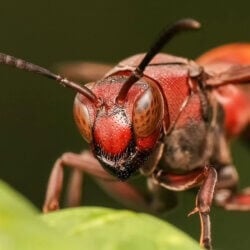 Close-up of a red wasp perched on a leafy green surface. The wasp's detailed features, including its large compound eyes, antennae, and segmented body, are prominently displayed against a blurred green background—a scene familiar before pest control services in Bergen County, NJ step in.