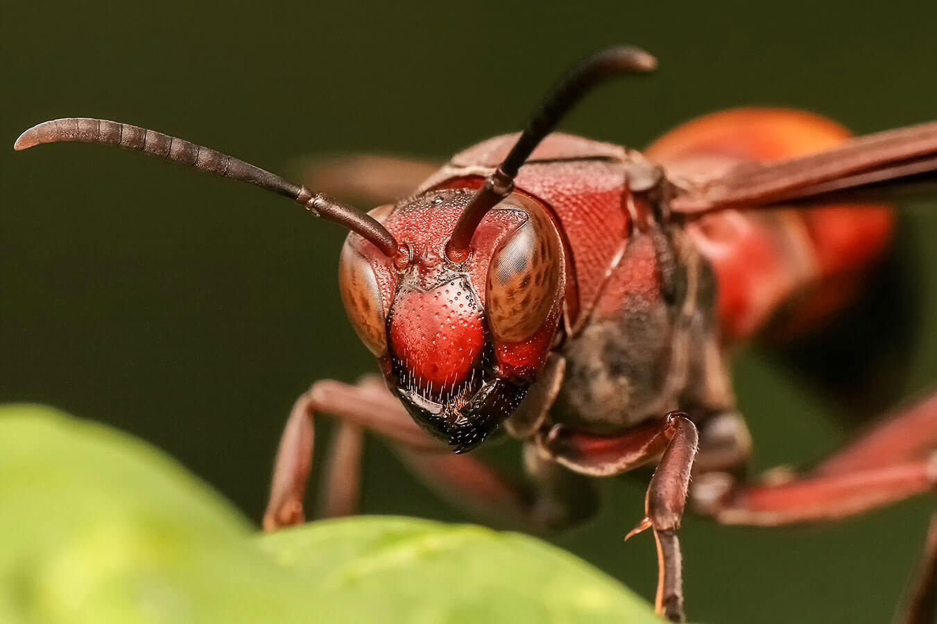 Close-up of a red wasp perched on a leafy green surface. The wasp's detailed features, including its large compound eyes, antennae, and segmented body, are prominently displayed against a blurred green background—a scene familiar before pest control services in Bergen County, NJ step in.