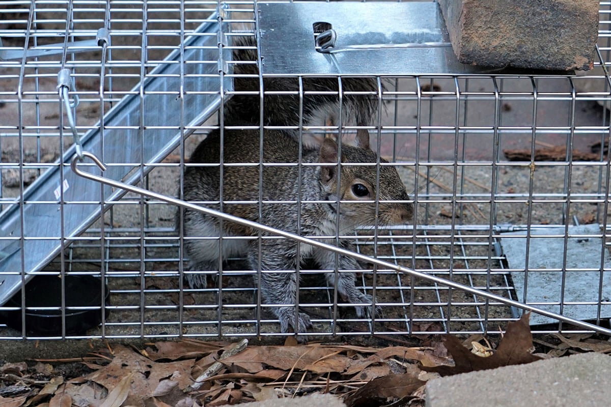 A squirrel is inside a metal cage trap, placed outdoors on the ground surrounded by dried leaves and rocks. The cage door is hinged open, and the squirrel looks alert—a scene familiar to pest control services in Bergen County, NJ.