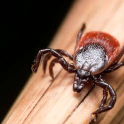 Close-up of a tick on a wooden surface. The tick has a reddish-brown body with a darker, glossy shield. The background is dark, creating a contrast with the lighter wood and the tick's body. Consider pest control services in Bergen County, NJ to address potential infestations.