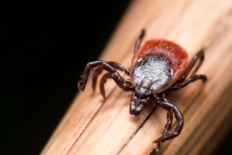 Close-up of a tick on a wooden surface. The tick has a reddish-brown body with a darker, glossy shield. The background is dark, creating a contrast with the lighter wood and the tick's body. Consider pest control services in Bergen County, NJ to address potential infestations.