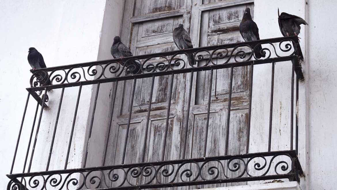 Five pigeons are perched on an ornate iron balcony railing in front of a closed, weathered wooden window, set against a white wall. Considering pest control services in Bergen County, NJ is advisable to maintain the charm of your home without unwanted guests.