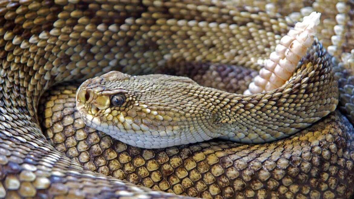 Close-up of a coiled rattlesnake with distinctive diamond-shaped patterns on its scales. Its head is turned to the side, showcasing its rattles and intense gaze—a reminder of the need for pest control services in Bergen County, NJ. The texture and detail of the scales are prominent.