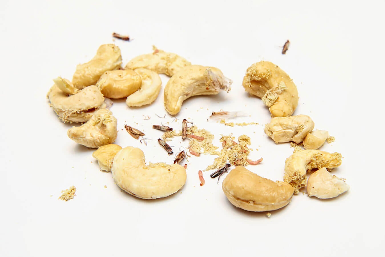 Cashew nuts scattered on a white surface, surrounded by small insects and crumbs. The nuts are whole and partially broken, with signs of infestation.