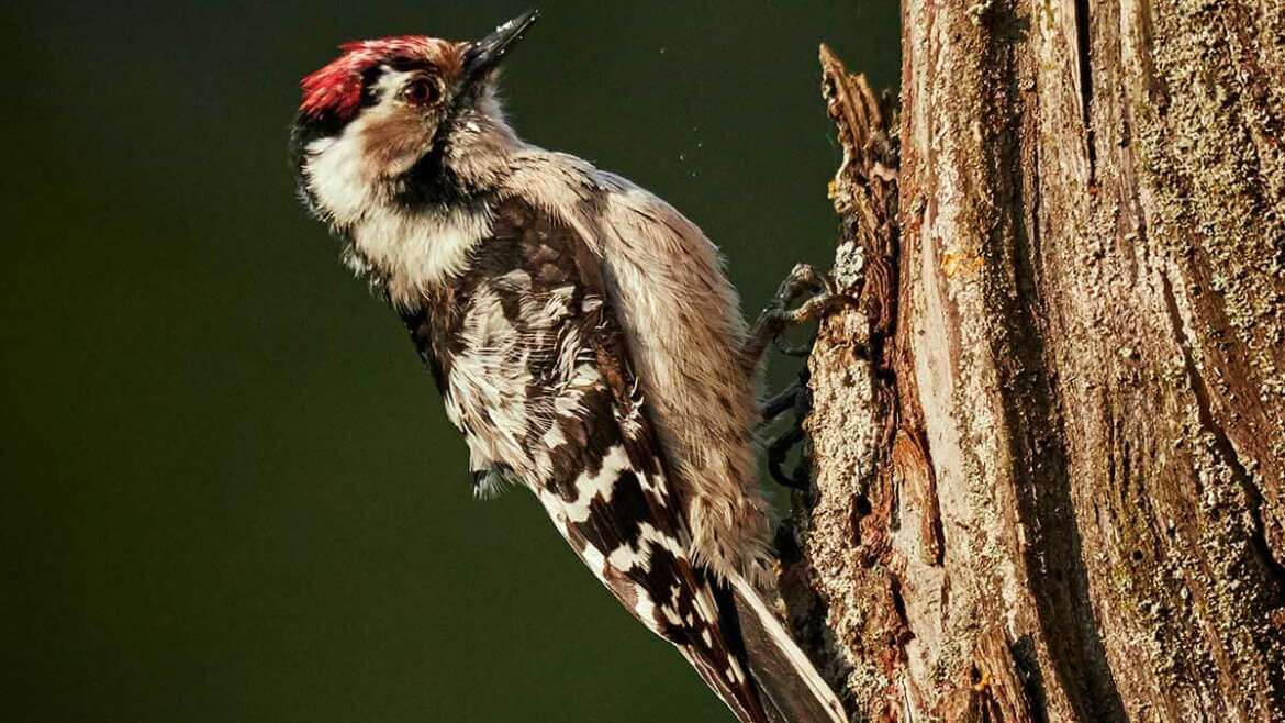 A small woodpecker with a red cap and black and white plumage clings to the side of a tree trunk, set against a dark green blurred background, embodying nature's own pest control service in Bergen County, NJ.
