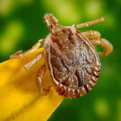 Close-up of a tick on the edge of a yellow petal, against a blurred green background. The tick's detailed shell and legs are visible, showcasing its intricate texture—a reminder of the importance of pest control service in Bergen County, NJ.